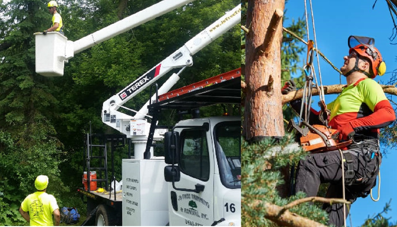Arborist and tree service